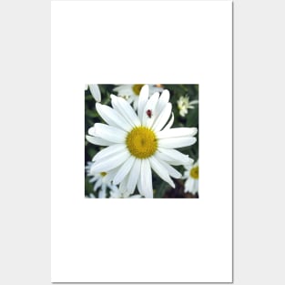 White Daisy Flower and Ladybug Posters and Art